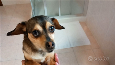 Pincher pincer simil toy