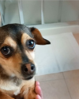 Pincher pincer simil toy