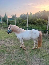 Pony femmina bravissima