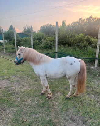 Pony femmina bravissima