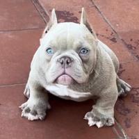 American Bully Nano Coda Completa Lilac