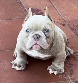 American Bully Nano Coda Completa Lilac