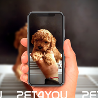 Cuccioli di taglia molto piccola ANCHE A RATE