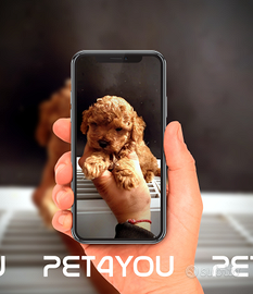 Cuccioli di taglia molto piccola ANCHE A RATE