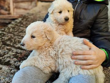Cuccioli di Pastore Abruzzese Maremmano