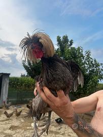 Gallo Padovano ciuffato