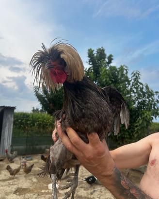 Gallo Padovano ciuffato