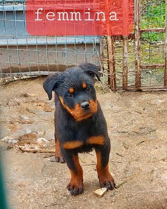 Cuccioli di rottweiler
