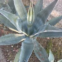 Piante varie di agave e succulente