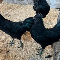 Ayam Cemani