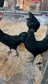 Ayam Cemani