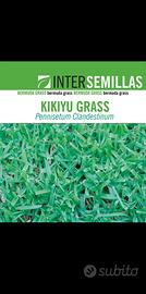 Semi Prato Kikuyu Grass Pennisetum