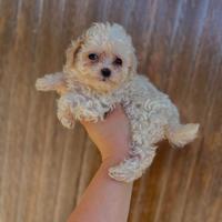 Maltipoo cuccioli
