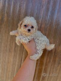 Maltipoo cuccioli