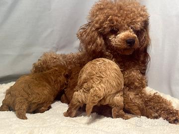 Cuccioli barbone TOY