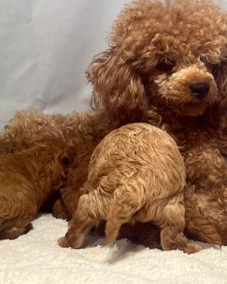 Cuccioli barbone TOY