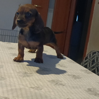 Bassotto
