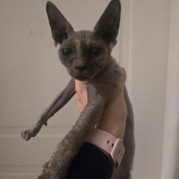Cucciola Sphynx