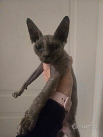 Cucciola Sphynx