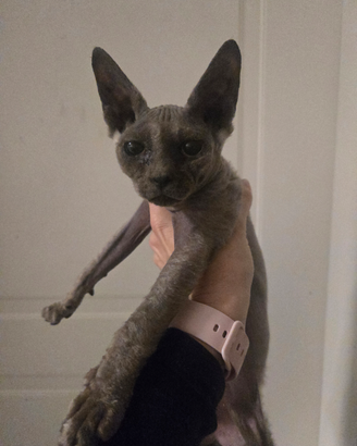 Cucciola Sphynx