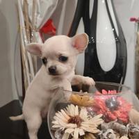 Chihuahua mini pelo corto
