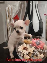 Chihuahua mini pelo corto