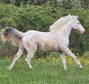 Appaloosa 1 anno