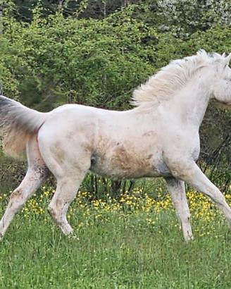 Appaloosa 1 anno