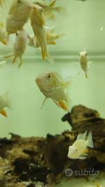 Thoricthis Heckeli albini