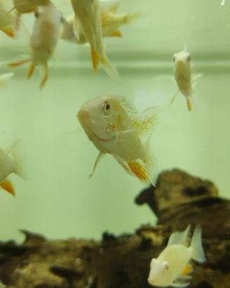 Thoricthis Heckeli albini