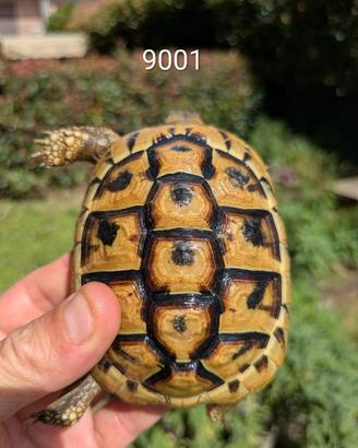 Testudo Hermanni boettgeri 