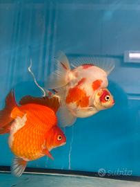 Ryukin grado A XXL Cina import