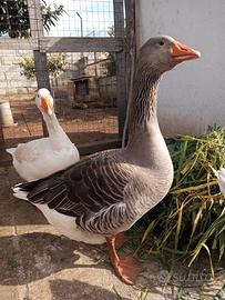 Oca di tolosa
