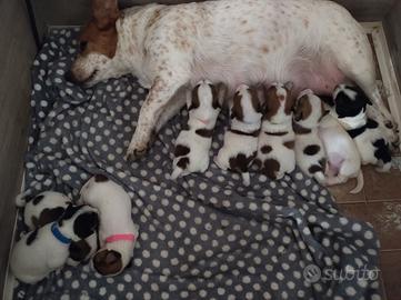 Piccoli jack Russell