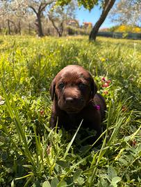 Cuccioli Labrador