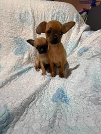 Chihuahua maschietto molto piccolo
