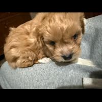 Disponibile cucciolo di maltipo di 60 giorni