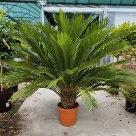 cycas