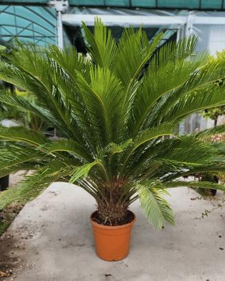 cycas
