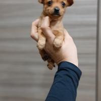 Mini pincher toy ultimi 2 maschi