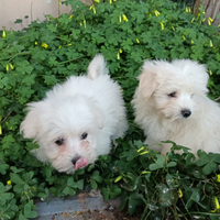 Cuccioli Maltese Toy 60gg maschio femmina