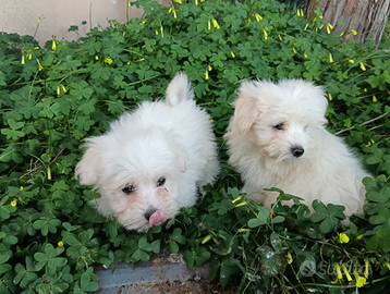 Cuccioli Maltese Toy 60gg maschio femmina