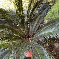 Pianta di Cigas