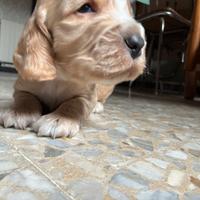 Cuccioli cocker