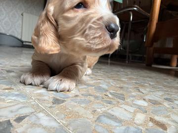 Cuccioli cocker