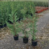 Leylandii pianta da siepe h.100cm