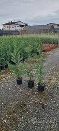 Leylandii pianta da siepe h.100cm