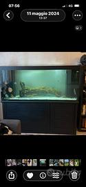 Acquario 575 litri 