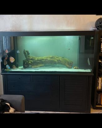 Acquario 575 litri 