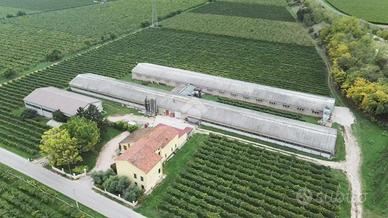 CAPANNONE A COLOGNOLA AI COLLI